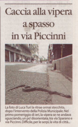 Per fortuna che ci sono io...Elaphe quatuorlineata